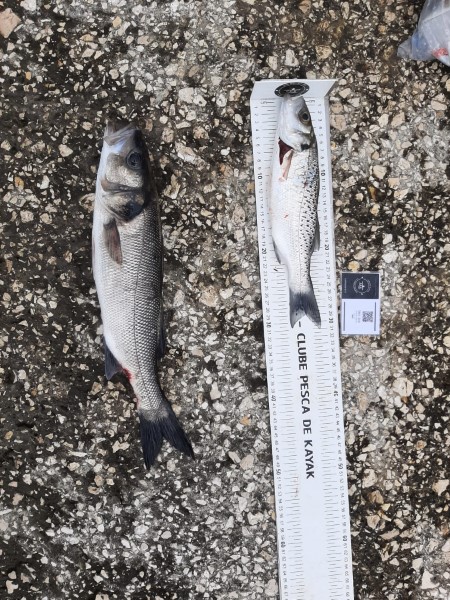 Fish Measure Picture